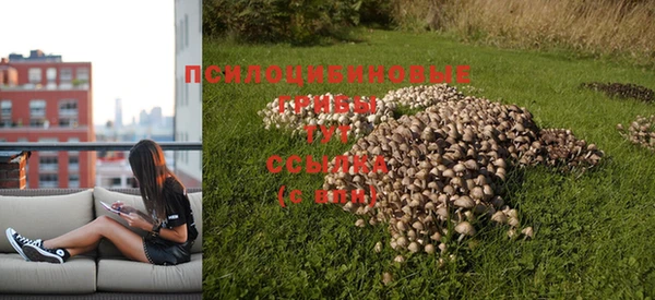 PSILOCYBIN Алексеевка
